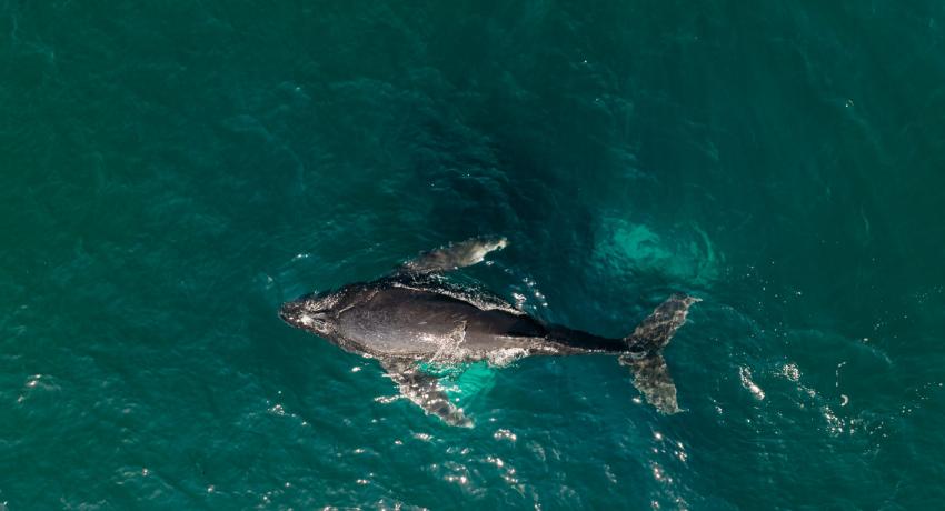 Gobierno de Lizette Tapia anuncia evento cultural “Al Son del Mar, el canto de las ballenas” en El Partenón.