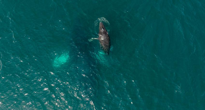 Gobierno de Lizette Tapia anuncia evento cultural “Al Son del Mar, el canto de las ballenas” en El Partenón.