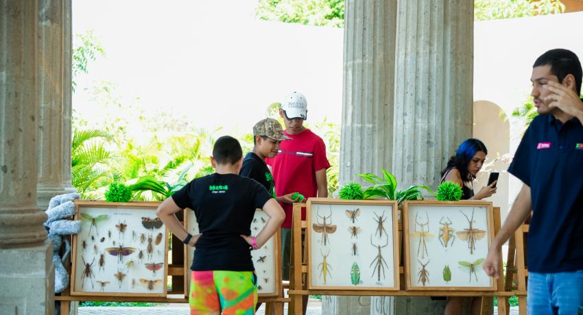 Exposición de insectos y reptiles apoyada por Gobierno de Zihuatanejo atrae a un alto número de turistas