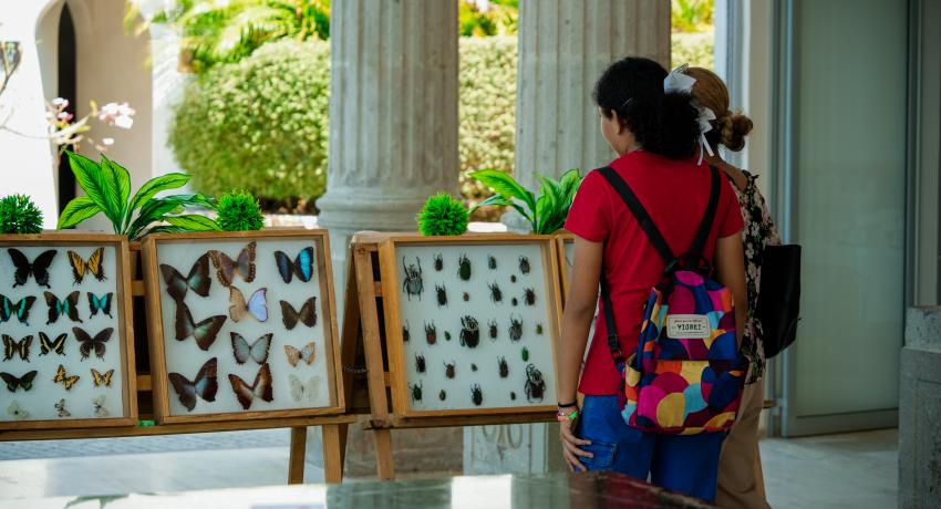 Exposición de insectos y reptiles apoyada por Gobierno de Zihuatanejo atrae a un alto número de turistas
