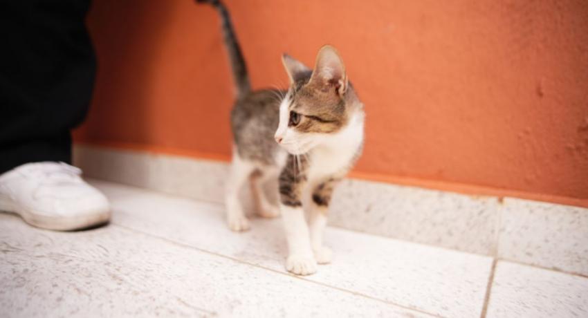 Centro de Bienestar Animal fortalece acciones permanentes para el cuidado y protección de mascotas