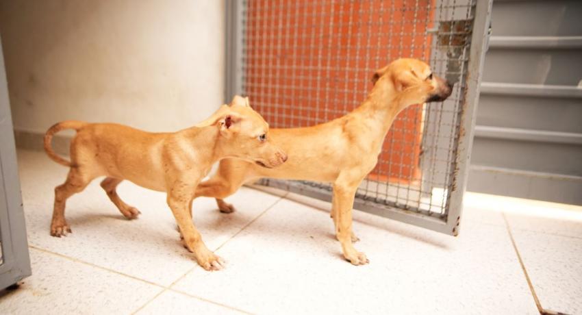 Centro de Bienestar Animal fortalece acciones permanentes para el cuidado y protección de mascotas