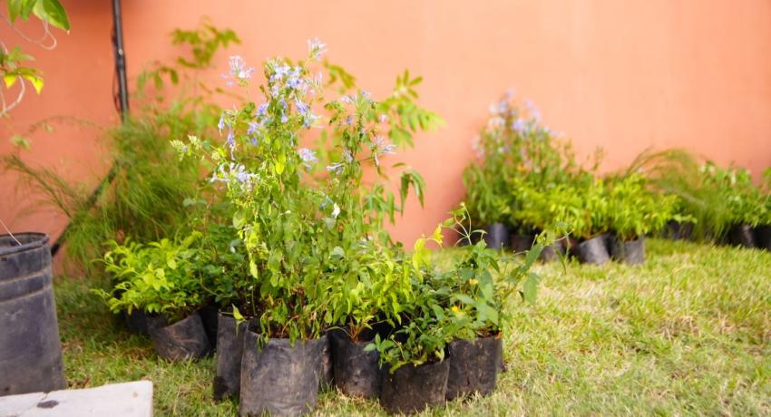 Gobierno de Zihuatanejo mejorará espacios urbanos con plantas polinizadoras y árboles nativos