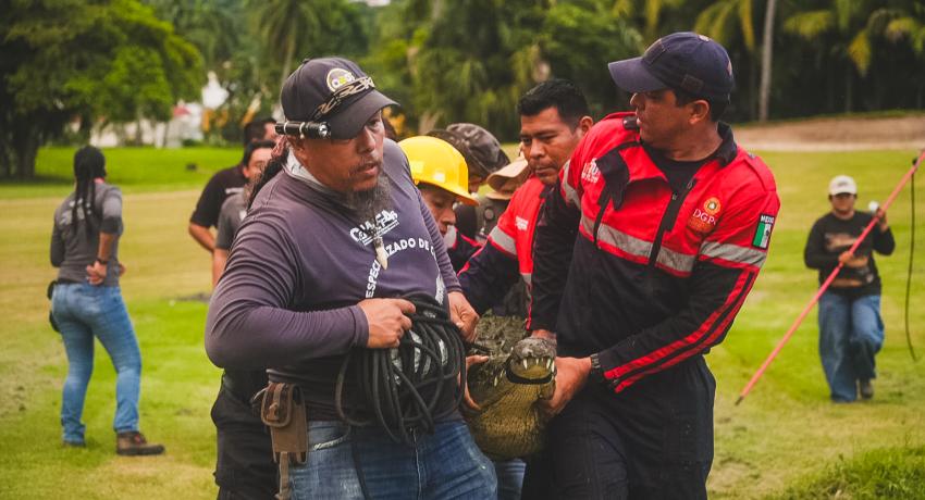 Gobierno Municipal impulsa estudio y censo de cocodrilos para mejorar el manejo de su población