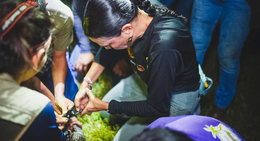 Gobierno Municipal impulsa estudio y censo de cocodrilos para mejorar el manejo de su población