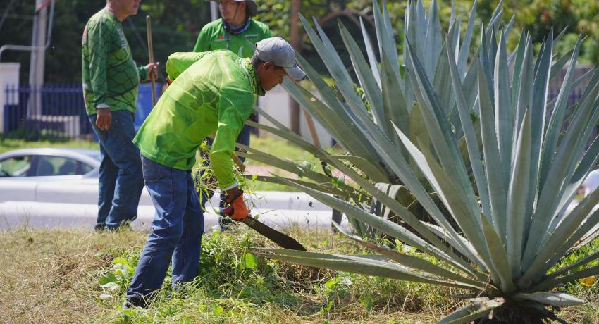 Servicios Públicos realiza limpieza de camellones cubiertos por vegetación.